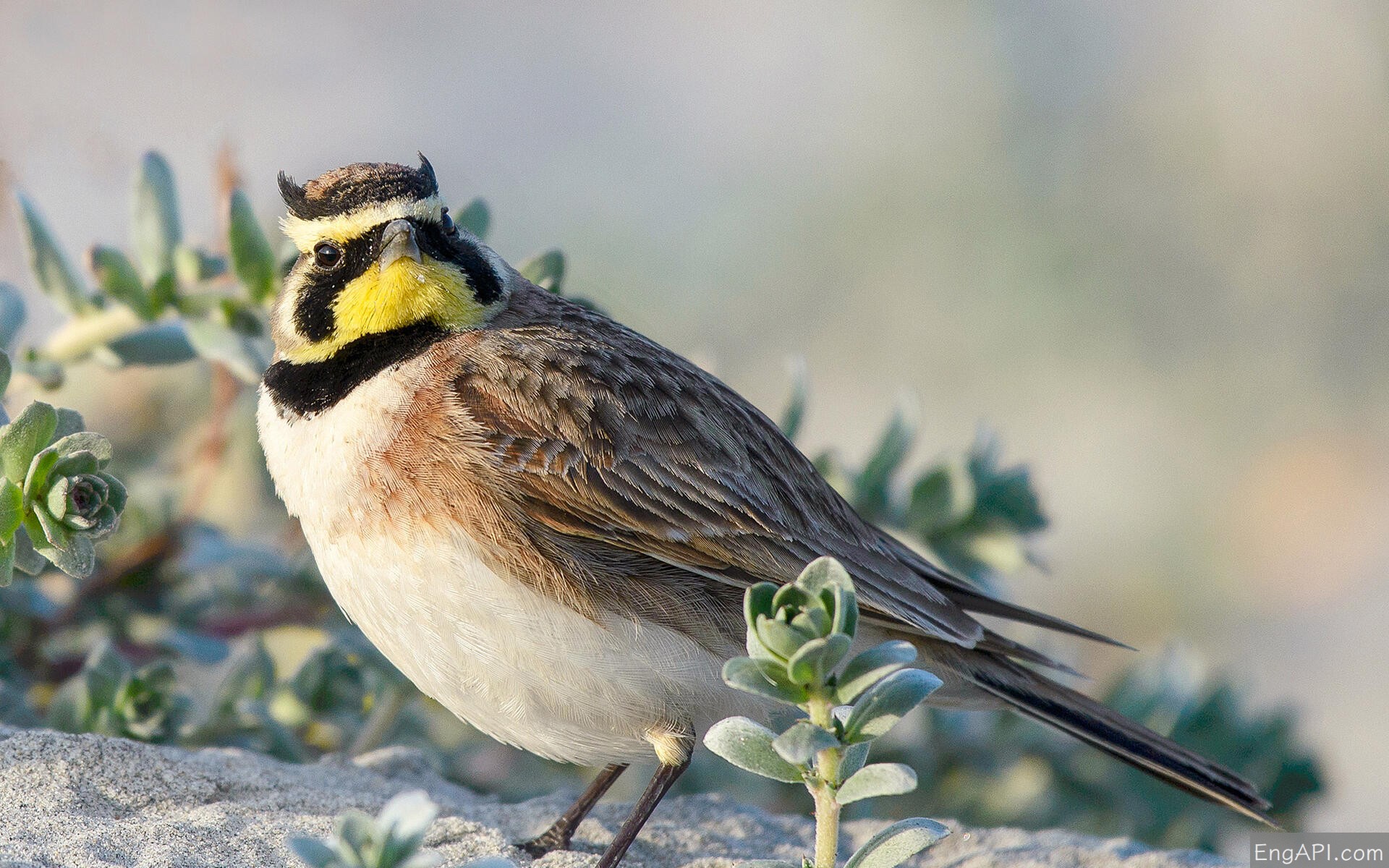 单词详解| lark - 英语接口
