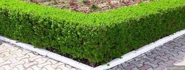 hedge
