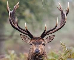 antler
