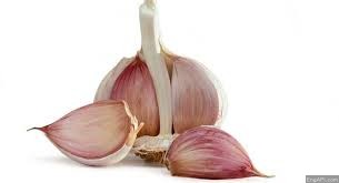 garlic