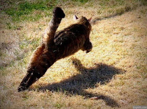 pounce