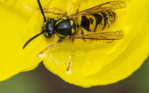 A macro shot of a wasp feeding from an evening primrose bloom.
